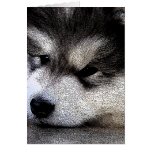 Alaskan Malamute (Vorne)