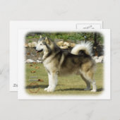 Alaskan Malamute 9R034D-463 Postkarte (Vorne/Hinten)