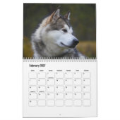 Alaskan Malamute Calendar Kalender (Feb 2027)