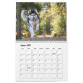 Alaskan Malamute Calendar Kalender (Jan 2027)