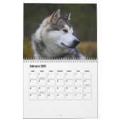 Alaskan Malamute Calendar Kalender (Feb 2026)