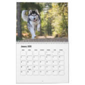Alaskan Malamute Calendar Kalender (Jan 2026)