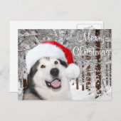 Alaskan Malamute Christmas Feiertagspostkarte (Vorne/Hinten)