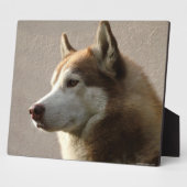 Alaskan Malamute Dog Foto Fotoplatte (Seite)