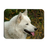 Alaskan Malamute Dog Foto Magnet (Horizontal)