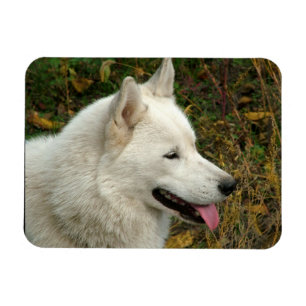 Alaskan Malamute Dog Foto Magnet