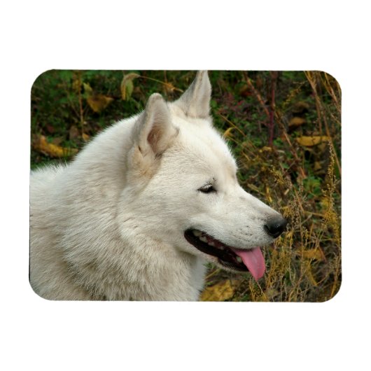 Alaskan Malamute Dog Foto Magnet (Horizontal)