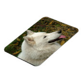 Alaskan Malamute Dog Foto Magnet (Linke Seite)