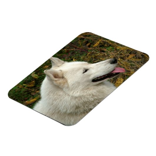 Alaskan Malamute Dog Foto Magnet (Linke Seite)