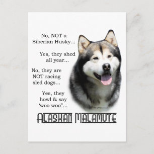 Alaskan Malamute FAQ Postkarte