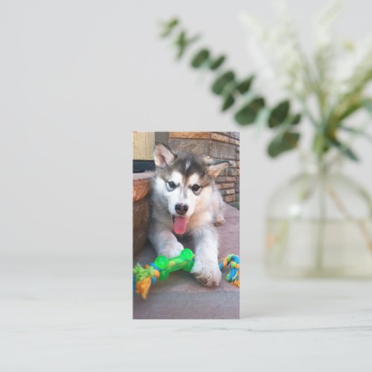 Alaskan Malamute Foto Beruflich Visitenkarte (Stehend Vorderseite)