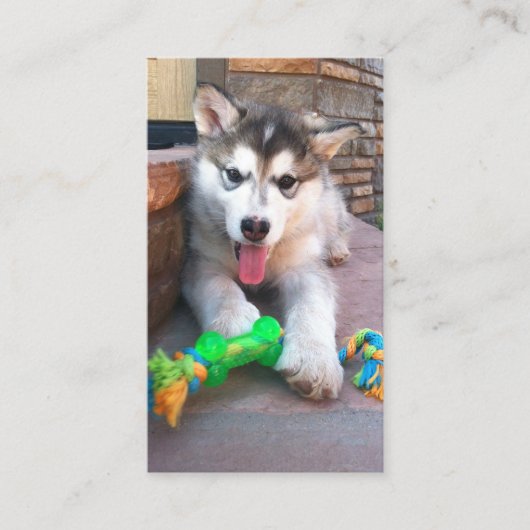 Alaskan Malamute Foto Beruflich Visitenkarte (Vorderseite)