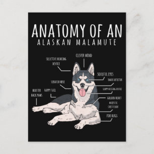 Alaskan Malamute Funny Dog Owner Postkarte