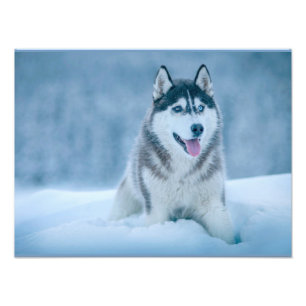 Alaskan Malamute geht auf Schneefeld Fotodruck
