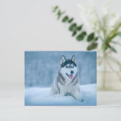 Alaskan Malamute geht auf Schneefeld Postkarte (Stehend Vorderseite)