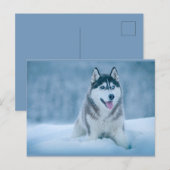 Alaskan Malamute geht auf Schneefeld Postkarte (Vorne/Hinten)