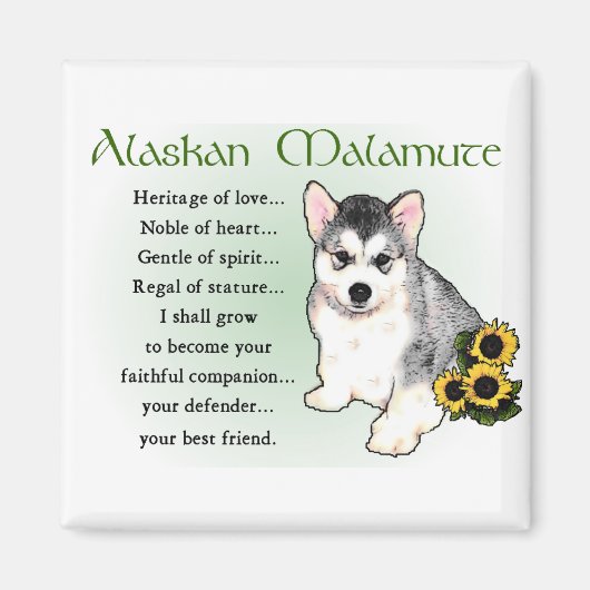 Alaskan Malamute Geschenke Magnet (Vorne)