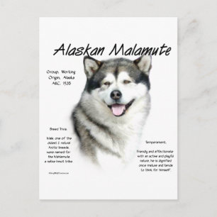 Alaskan Malamute Geschichte, Alles über Malamutes Postkarte