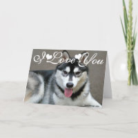 Alaskan Malamute Hunde I Liebe You