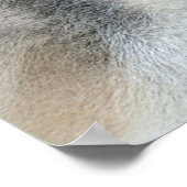 Alaskan Malamute Hunde Poster (Ecke)