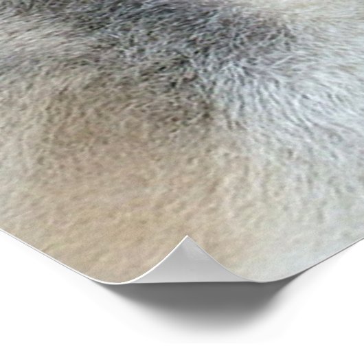 Alaskan Malamute Hunde Poster (Ecke)