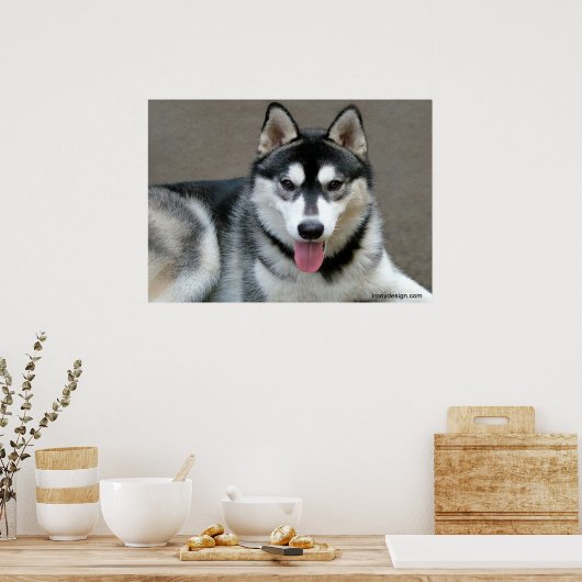 Alaskan Malamute Hunde Poster (Küche)