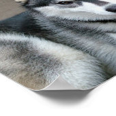 Alaskan Malamute Hunde Poster (Ecke)