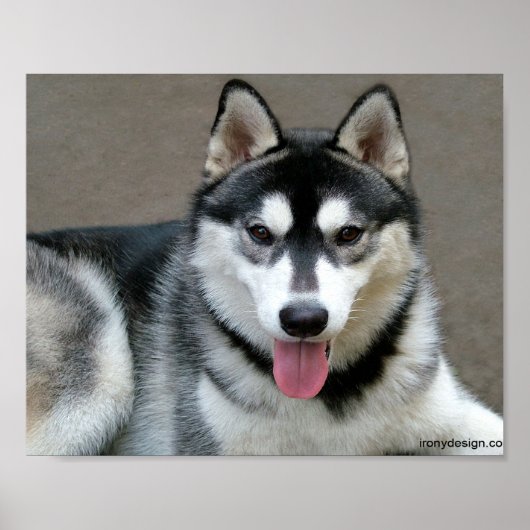 Alaskan Malamute Hunde Poster (Vorne)