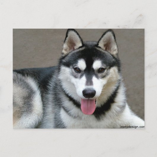 Alaskan Malamute Hunde Postkarte (Vorderseite)