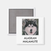 Alaskan Malamute Magnet (Vorderseite/Rückseite)