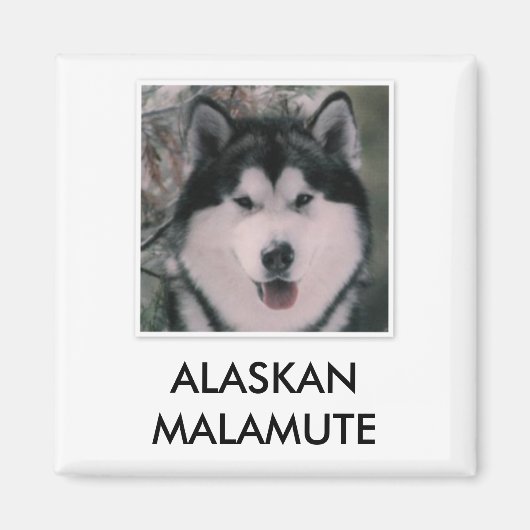 Alaskan Malamute Magnet (Vorne)