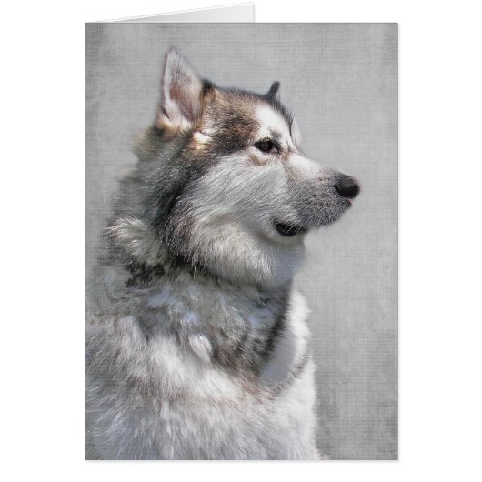 Alaskan Malamute Pet Beileid (Vorne)