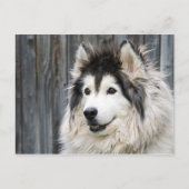 Alaskan Malamute Postcard Postkarte (Vorderseite)