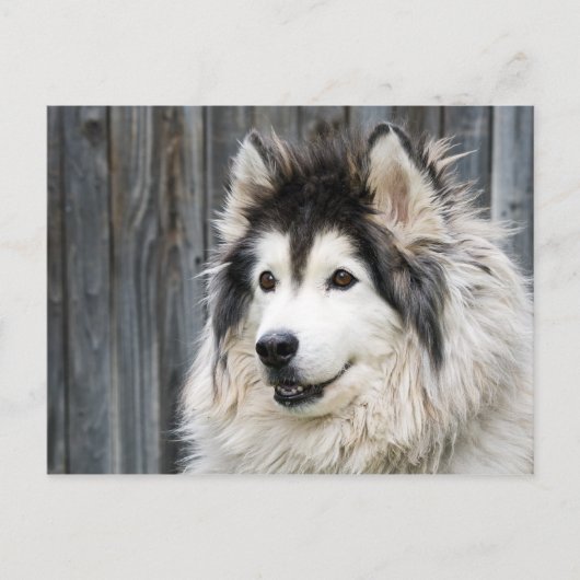 Alaskan Malamute Postcard Postkarte (Vorderseite)