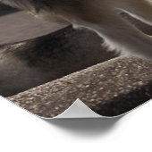 Alaskan Malamute Poster (Ecke)