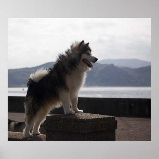 Alaskan Malamute Poster (Vorne)