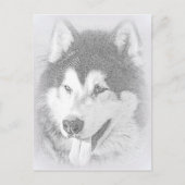 Alaskan Malamute Postkarte (Vorderseite)