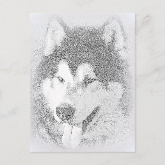 Alaskan Malamute Postkarte (Vorderseite)