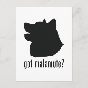 Alaskan Malamute Postkarte