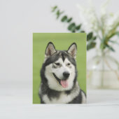 Alaskan malamute postkarte (Stehend Vorderseite)
