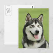 Alaskan malamute postkarte (Vorne/Hinten)