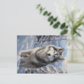 Alaskan Malamute Postkarte (Stehend Vorderseite)