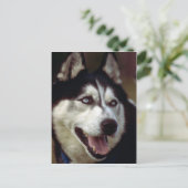 Alaskan Malamute Postkarte (Stehend Vorderseite)
