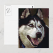 Alaskan Malamute Postkarte (Vorne/Hinten)