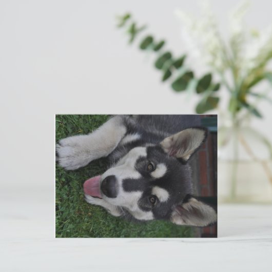 Alaskan Malamute Postkarte (Stehend Vorderseite)