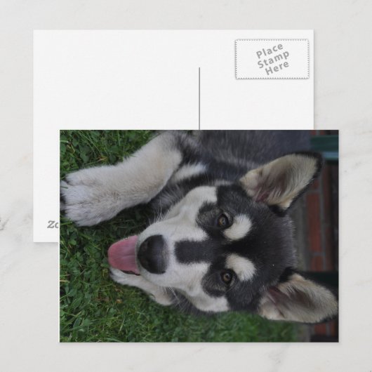 Alaskan Malamute Postkarte (Vorne/Hinten)