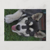 Alaskan Malamute Postkarte (Vorderseite)