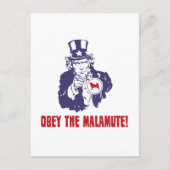 Alaskan Malamute Postkarte (Vorderseite)