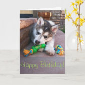 Alaskan Malamute Puppy Chewing Rope Toy Fotografie Karte (Gelbe Blume)