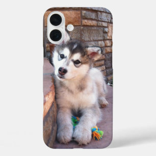 Alaskan Malamute Puppy Head Tilt Fotograf iPhone 16 Plus Hülle